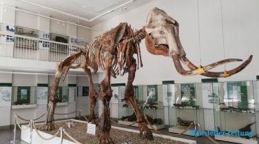Mammut darf vorerst bleiben - Protest zum Museumserhalt war erfolgreich!